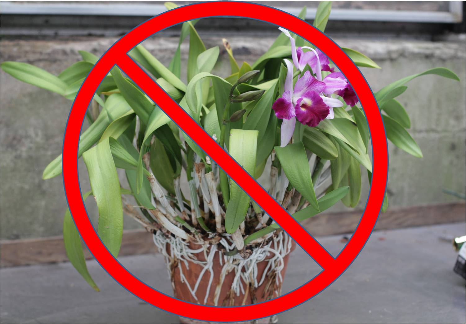 Repotting Cattleya And Other Sympodial Orchids 